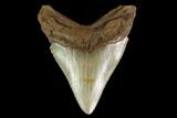 Serrated, Fossil Megalodon Tooth - North Carolina #147492-1